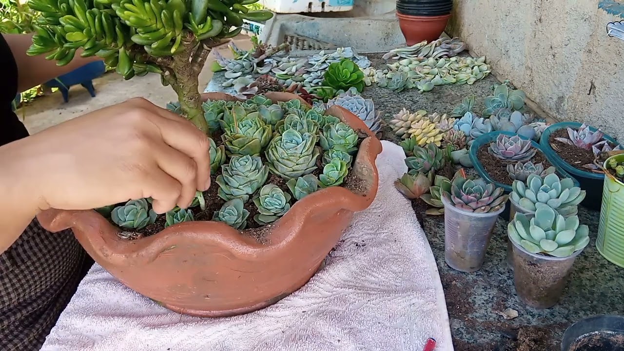 lovely rose plantio delas e outras