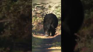 How much would this BEHEMOTH bear weigh? #hunting #giant #blackbear #manitoba #huntfishmb