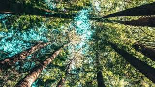 06 Nature Music with beautiful images / Pleasent Piano Music with Bird's Chirping Sound screenshot 5