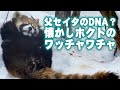 【レッサーパンダ】父セイタのDNA？　懐かしホクトのワッチャワチャ　2015-2016　Red…