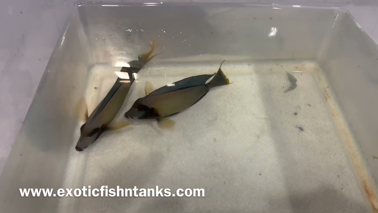 “PERFECT SIZED” Chocolate Tangs