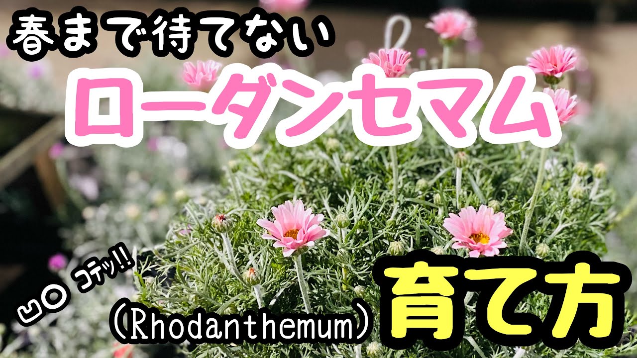 いま植えたい ローダンセマム の育て方 植え付けほか Youtube