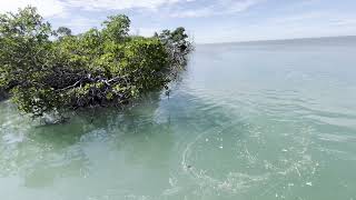 Snipe Point Key West Crystal Clear Flats! Walk The Plank Adventures Key West Tours!