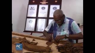 Cuban cigar roller attempts to roll the world's largest cigar to break Guinness record