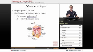 "Integumentary System" (Skin) | Anatomy & Physiology with Educator.com