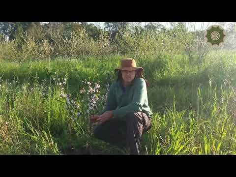 Vídeo: Como O Pêssego Floresce