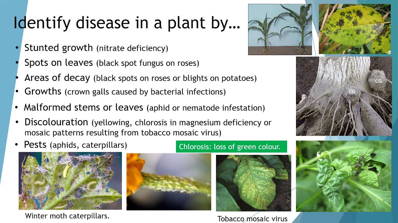 research plant disease