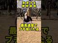 助走する禪院直哉【呪術廻戦死滅回游】#速さと重さ
