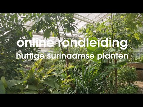 Video: Nuttige Eigenschappen Van Kamerplanten