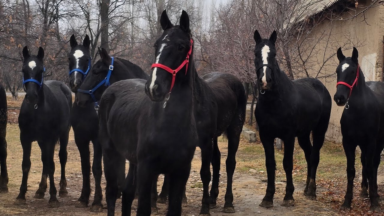  ЕВРОПА ТОЙЛАР КЕЛДИ...#horse #конноеранчо #Rek #Ot #Otbozor #Uzbekiston