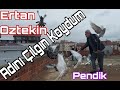 Adını Çılgın Koydum. Ertan Oztekin Abinin Mükemmel Oyun Kuşları. Pendik Oyun Kuşu Kümesleri