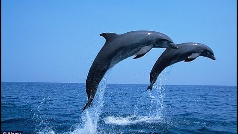 Huấn luyện Cá Heo cực kỳ hay