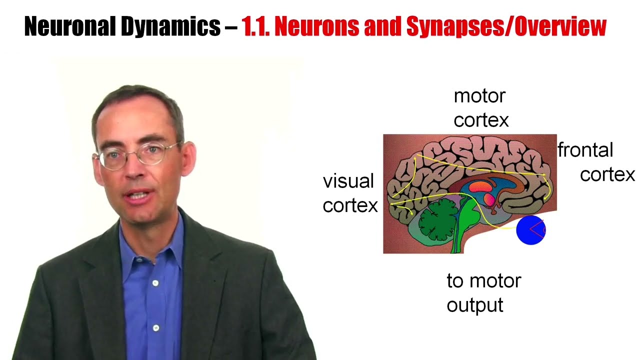 CNS1.1 - Neurons and synapses: Overview