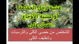 عشبة رجل الحمامة أوساق الحمامة/ الفوائد/ الأضرار/ كيفية استخدامها للعلاجات المختلفة.pigeon leg herb