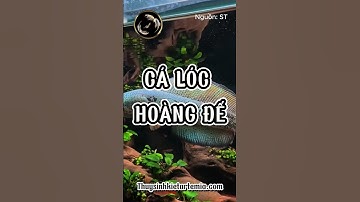 Channa Barca - Vị Vua Lóc Hoàng Đế Kén Người Chơi