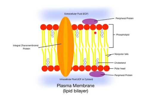 3-1 Plasma Membrane Structure and Function - YouTube