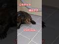 これで笑ったら寝ろ🐢💤#short#亀#ウンキュウ#ペット#可愛い#動画#動物#人気#流行る#バズる#大人気#面白い#ギャグ#楽しい#寝る#コント#韓国語#ウケる #爬虫類 #癒し