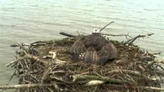 Female Osprey mantling at intruder