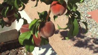 Spring into Summer - The Fruit Trees