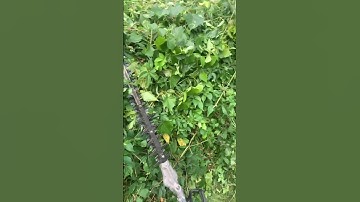 Overgrown fence line - Transformation #tallgrass #overgrown #bushtrimming #hedges #NC #lawncare ￼