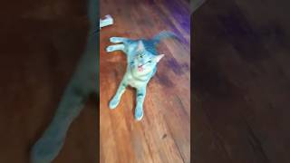 Noah had to recover from being neutered with the rest of them, the family.#catfamily #cat#catshorts