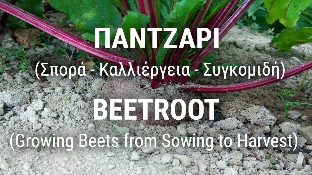 ΠΑΝΤΖΑΡΙ (Σπορά - Καλλιέργεια - Συγκομιδή)