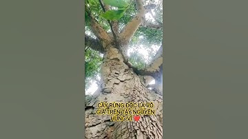 CÂY RỪNG ĐỘC LẠ VÔ GIÁ TRÊN TÂY NGUYÊN HÙNG VĨ