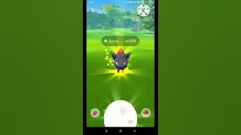 What happened if you set your buddies into ZORUA?