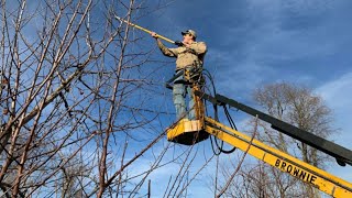 Prunning Mature/Old Apple Trees!!