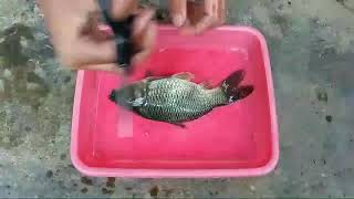 Sistem pernapasan pada ikan mas