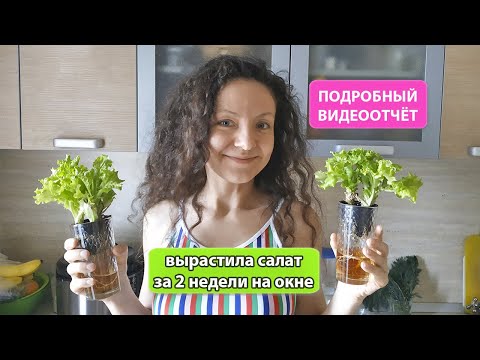 Видео: Сколько времени нужно, чтобы вырастить салат в воде?