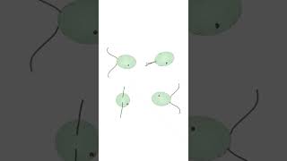 JCS snapshot - Asymmetries in the 3D beat of Chlamydomonas flagella shown by holographic microscopy