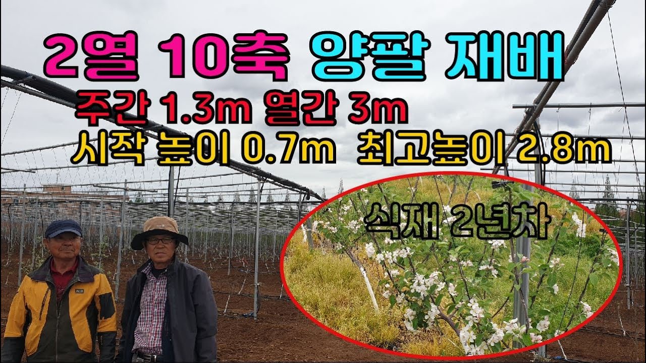 사과나무 식재 후 영양 및 수분관리 - 2열 10축 양팔재배 거성농원(서산)