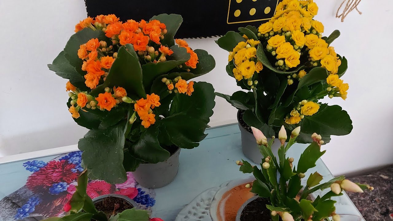 1 Avuç Veriyorum  Kalanşolar Bol Bol Çiçek Açıyor Kalanşo Bakımı