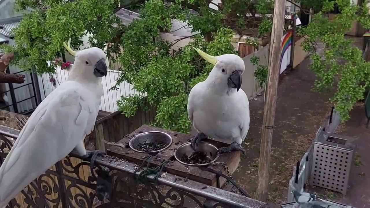 Cockatoos