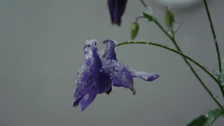 Janice Lacy Project- December Goodbye