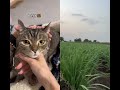 Cute cat masty🐈🐈🐈🐈 #viral #viralvideo #video #funny #trending #viralshorts