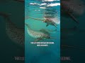 Narwhal: the Arctic whale with a spiralled tusk #shorts