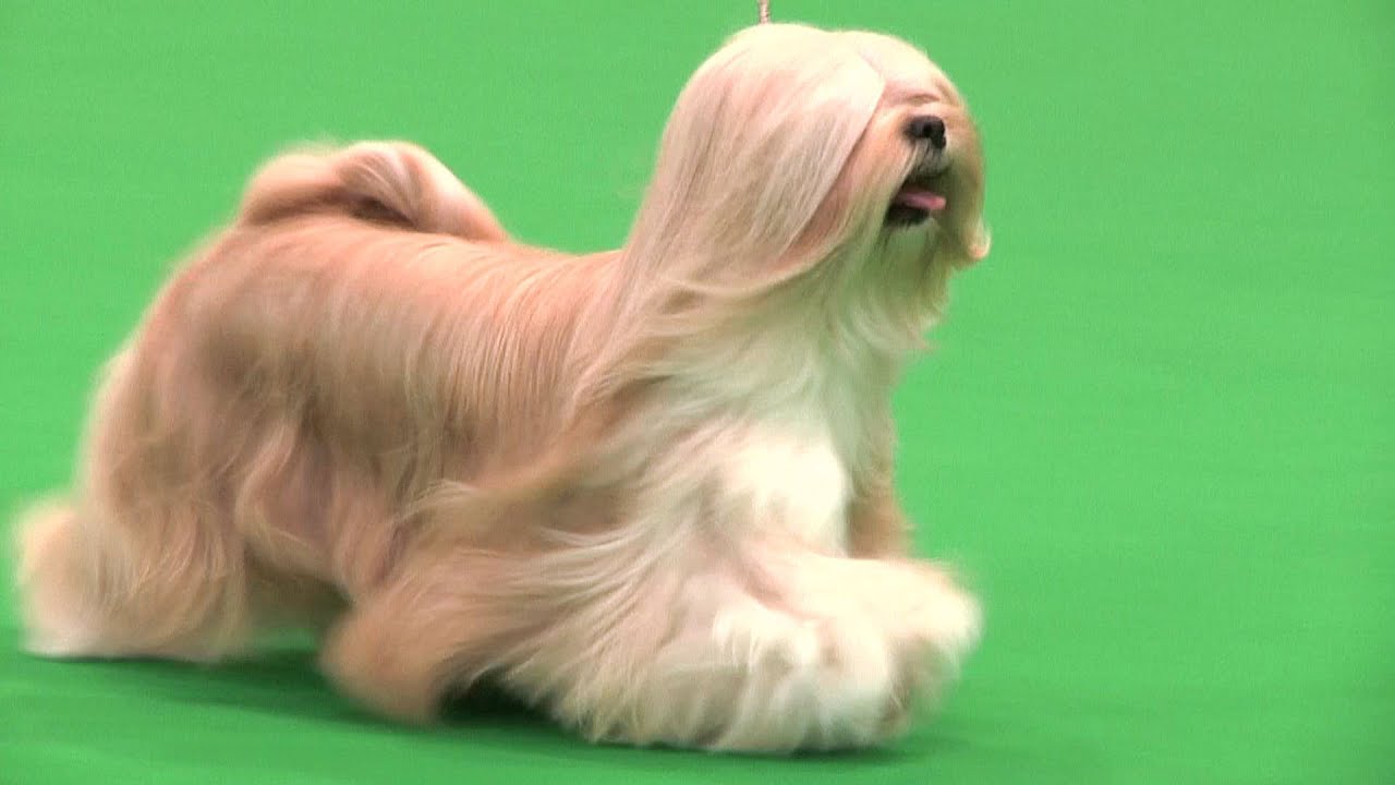City of Birmingham 2014 - Utility group poodle dog breed price