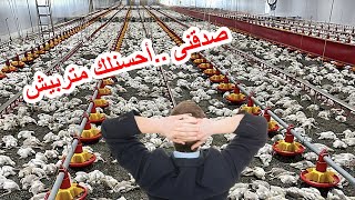 لكل مربى الفراخ ... أحسنلك بلاش تربى الفراخ البيضا ️️️ والسبب !!!؟