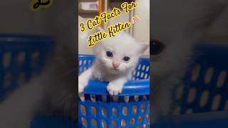 #3Cat Facts For Little Kitten | Cat lover | Cat Colony | #StreetRani