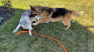 Patient shepherd is tired of Stubborn Husky's Antics by Zeus The Stubborn Husky 1,450,708 views 4 years ago 1 minute, 21 seconds