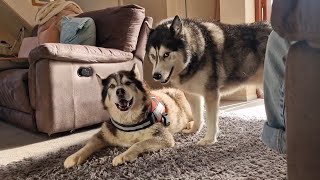 Two Old Huskies Meet Up For A Play Day