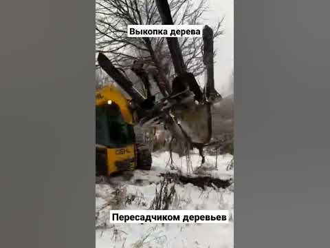 Пересадка деревьев крупномеров - YouTube