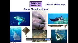 Chordata Part 3: Evolution of Fishes