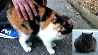 A threeeyed cat that screams when attacked by a black cat. I walked in and asked for help!