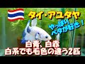 【ベタ飼育 #91】お迎えしたプラカット2匹を水槽へ♪　う～ん、白系は思った以上に可愛いです( *´艸｀)