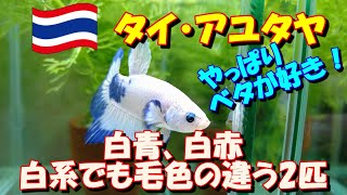 【ベタ飼育 #91】お迎えしたプラカット2匹を水槽へ♪　う～ん、白系は思った以上に可愛いです( *´艸｀)