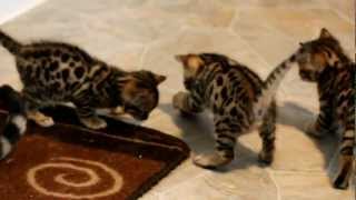 Phoenix/Turkey Bengal kittens - almost 5 weeks old
