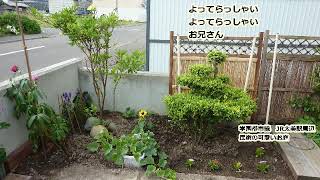 はしご酒 藤圭子 hide560 192 当別町カラオケ